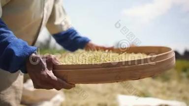 <strong>水稻收获</strong>过程。 巴厘岛老农场工人妇女在田里送礼物。 亚洲传统农业。 4K慢动作
